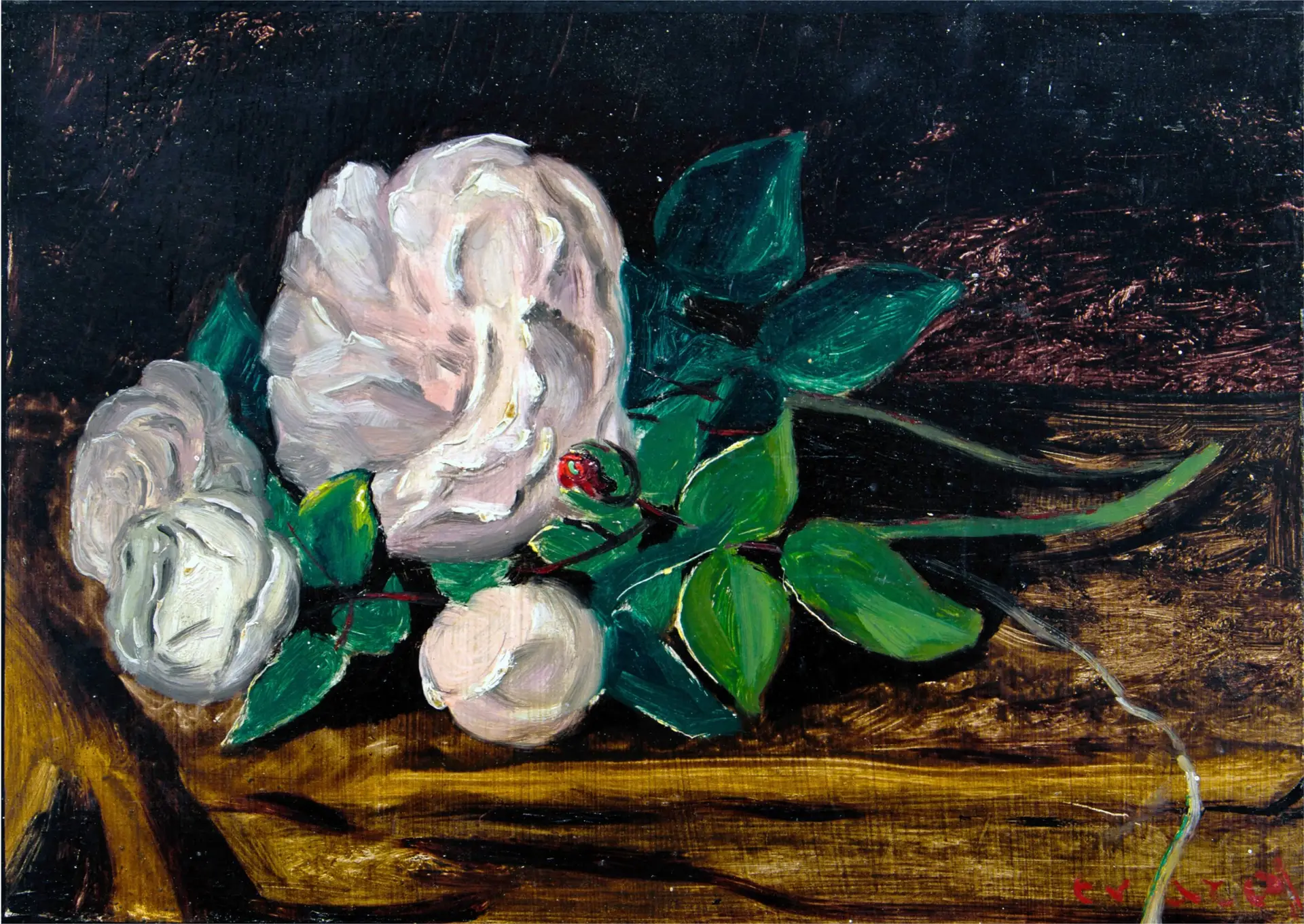 Weiße-Rose